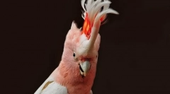 Який папуга почнеться і чи почати в квартирі